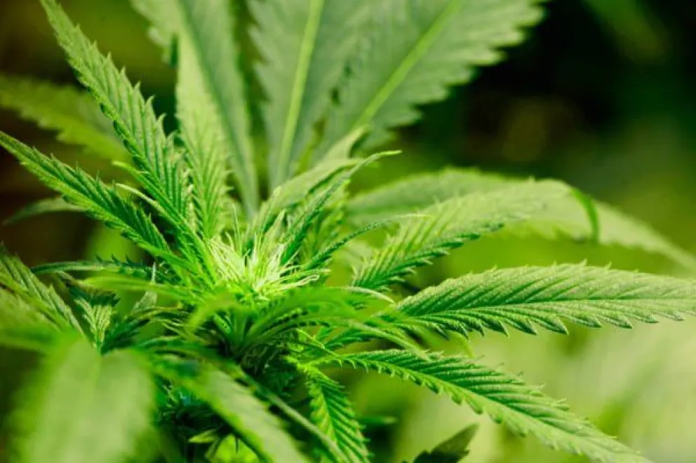 marihuana-marruecos-exporta_95059