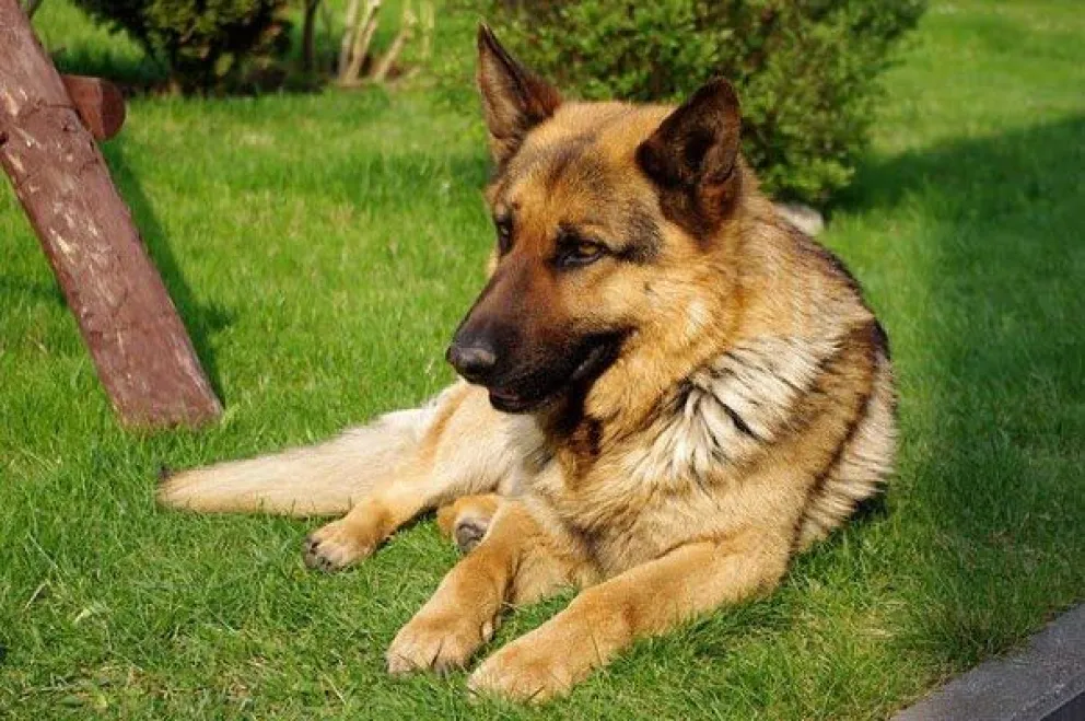 perro