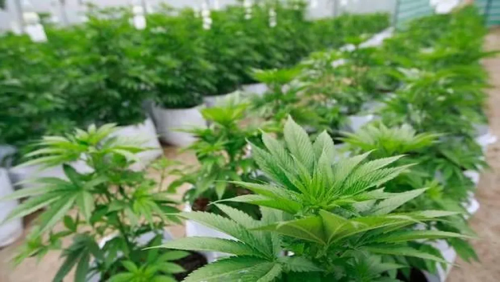 Marihuana