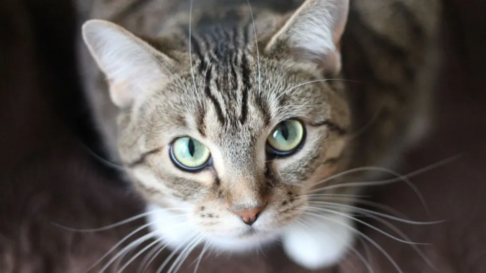 gatu