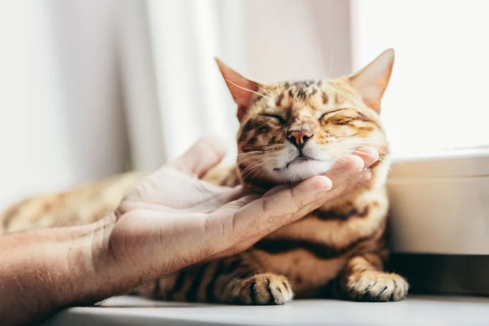 GATOS