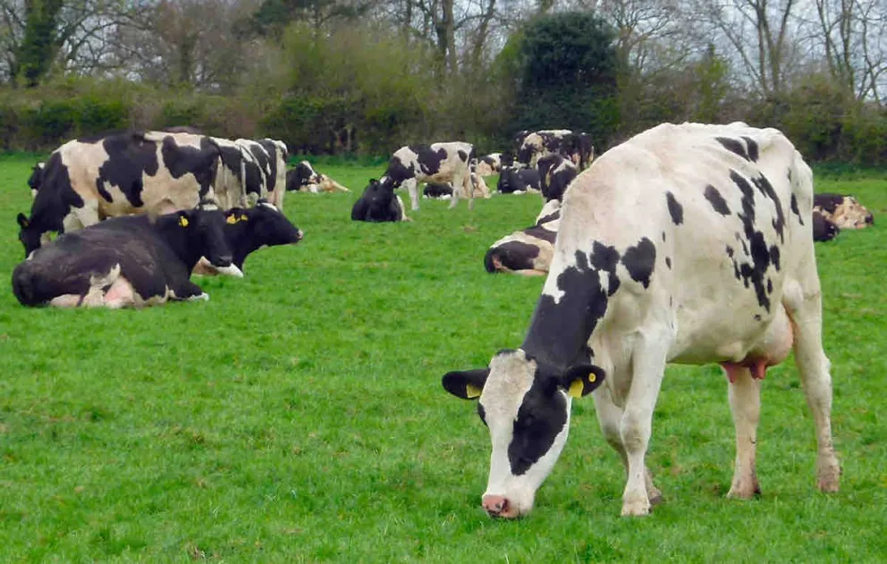 vaca