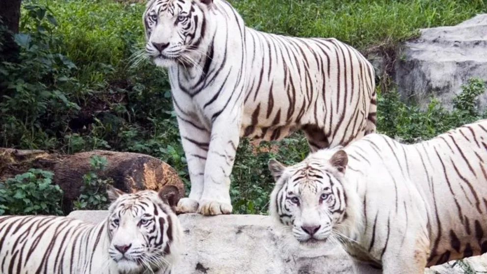 PARQUE-SAFARI