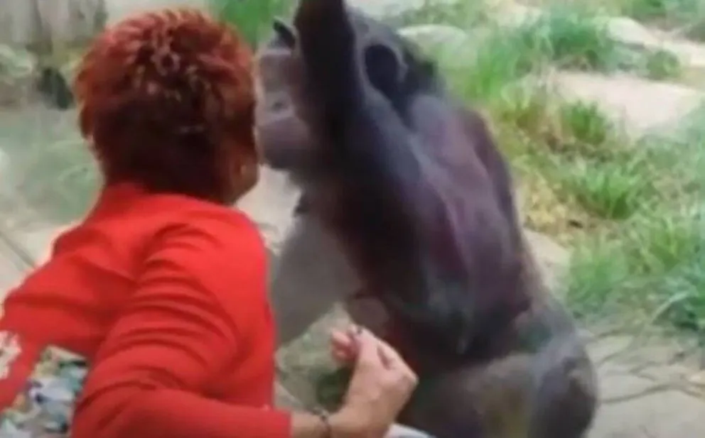 Zoologico