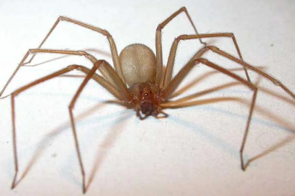 araña_ricon