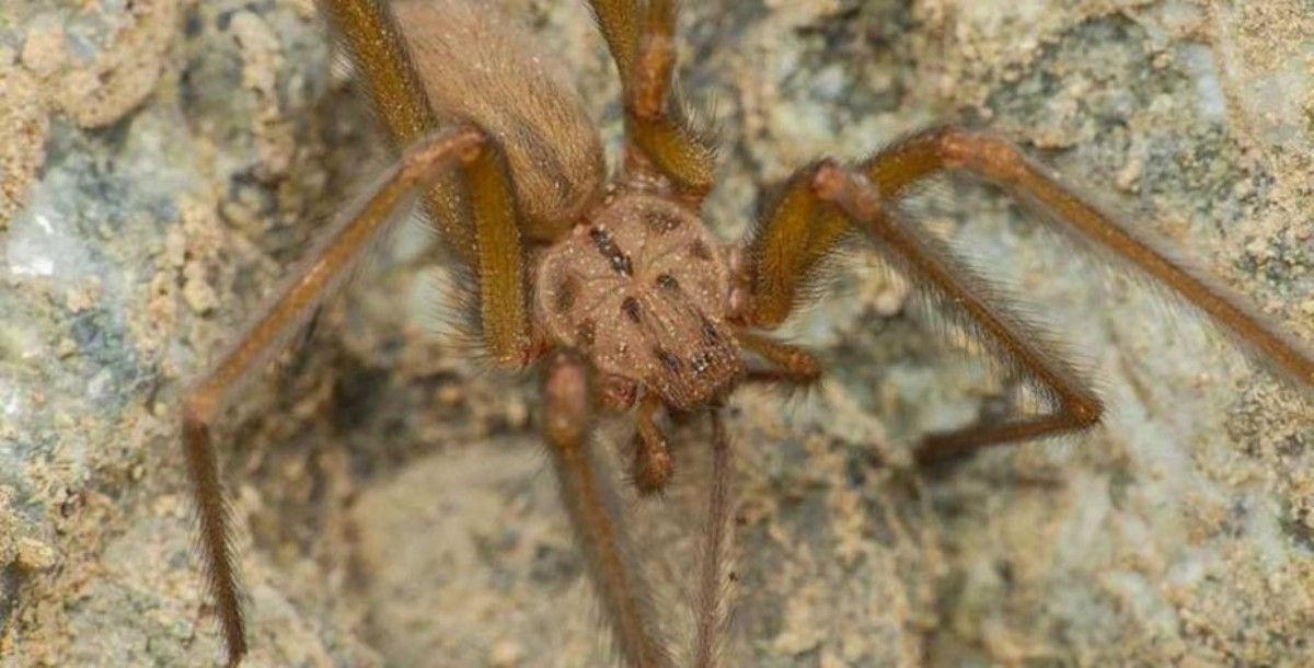 araña de rincón