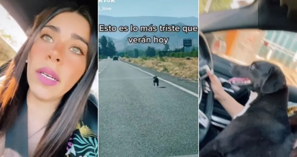 Perro_