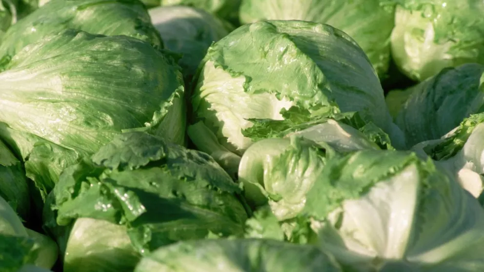 lechuga_