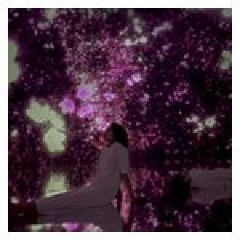 200123_Floating_in_the_Falling_Universe_of_Flowers_sakura