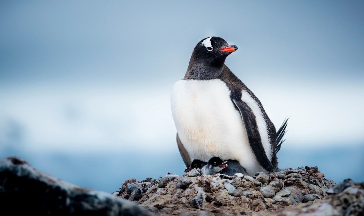 Antártica