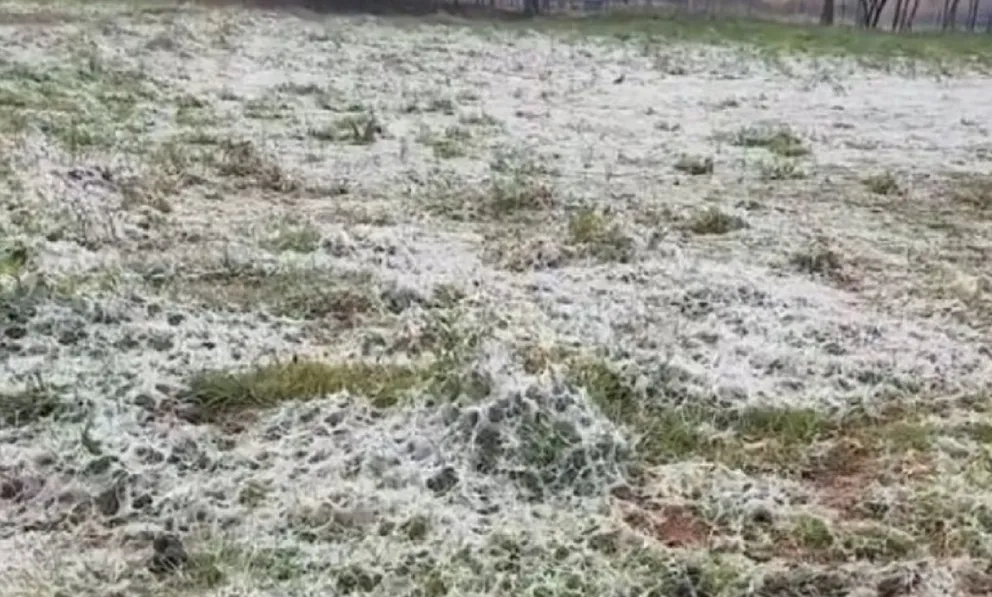 arañas_talca
