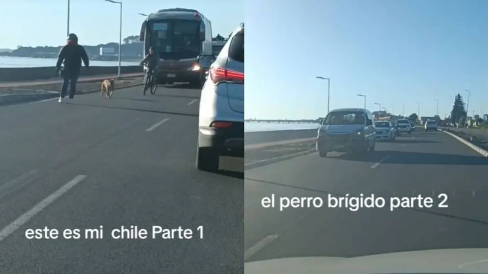 Perro