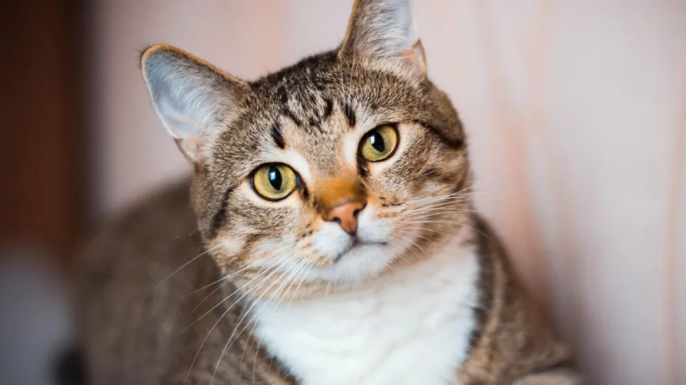 gato
