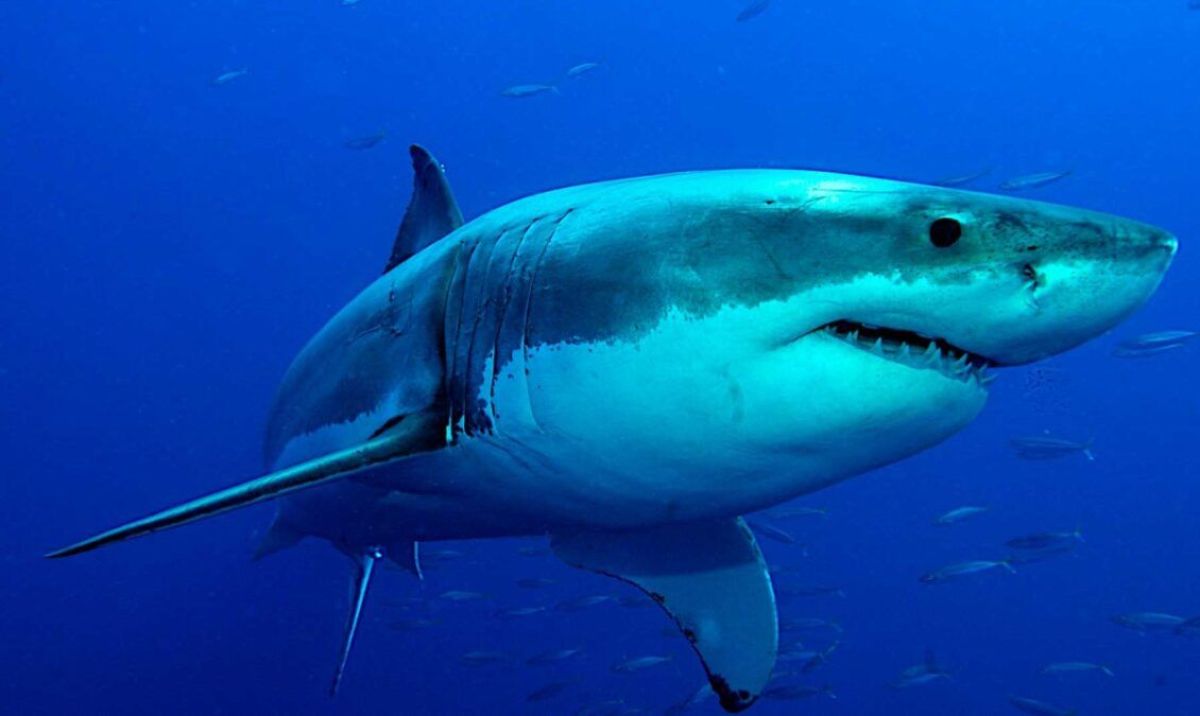 tiburón blanco