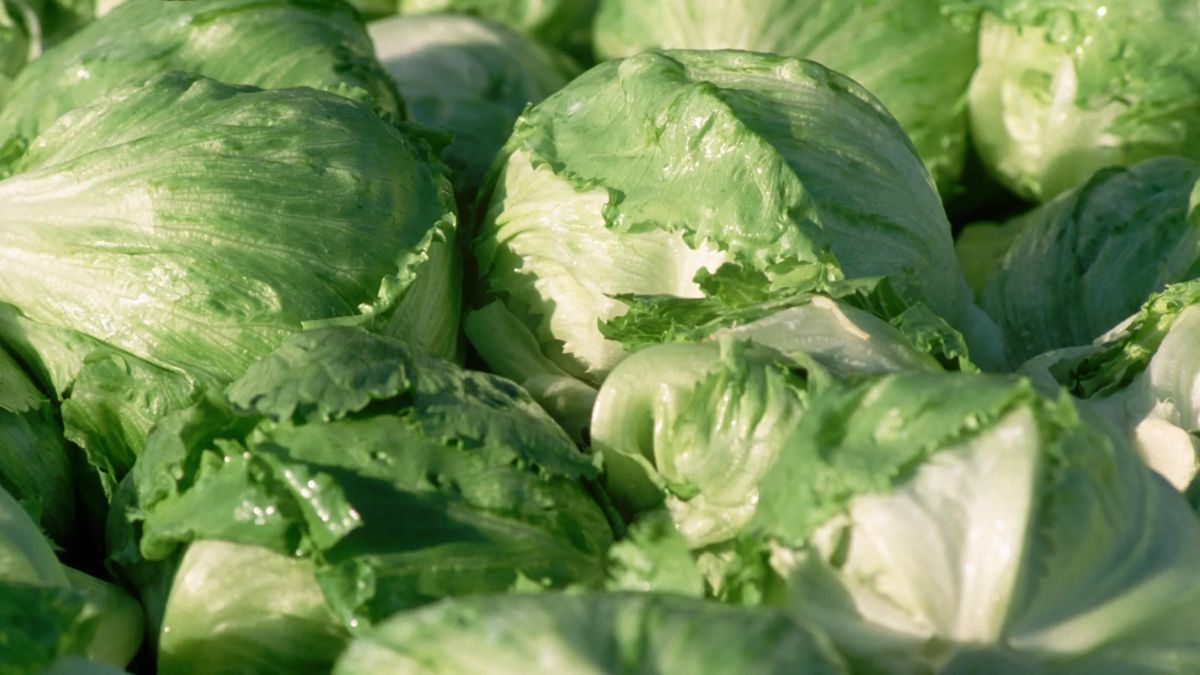 lechuga iceberg 