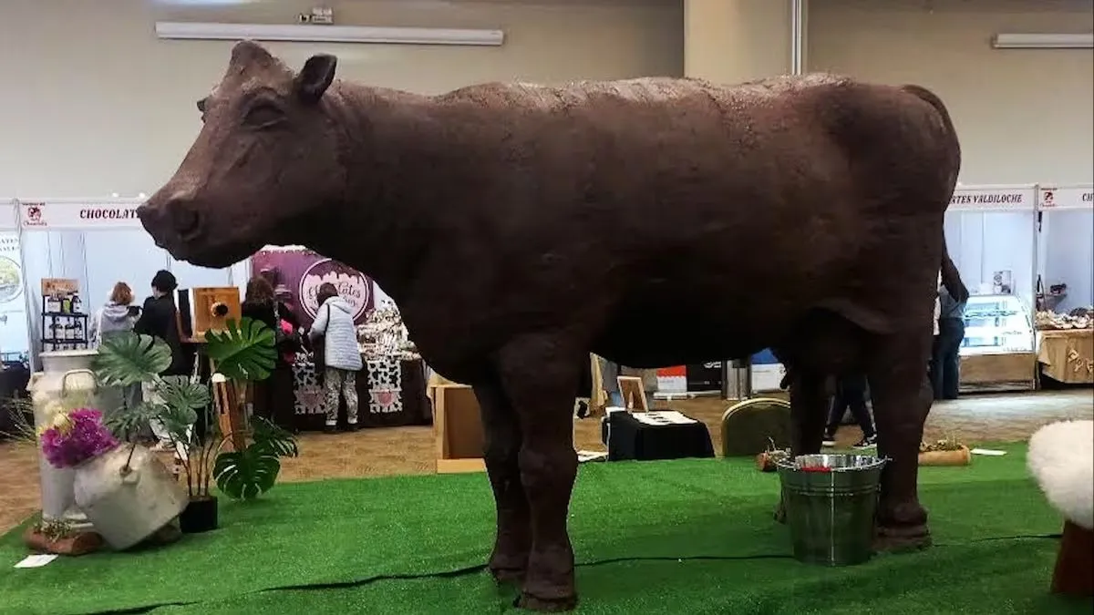 Osorno para el Mundo: Crean la vaca de chocolate más grande del planeta de 550 kilos para una noble causa